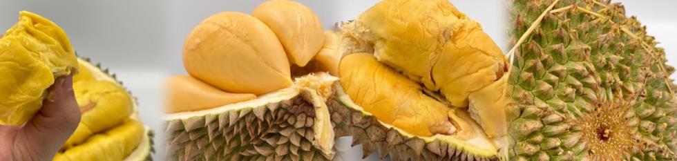 公司簡介